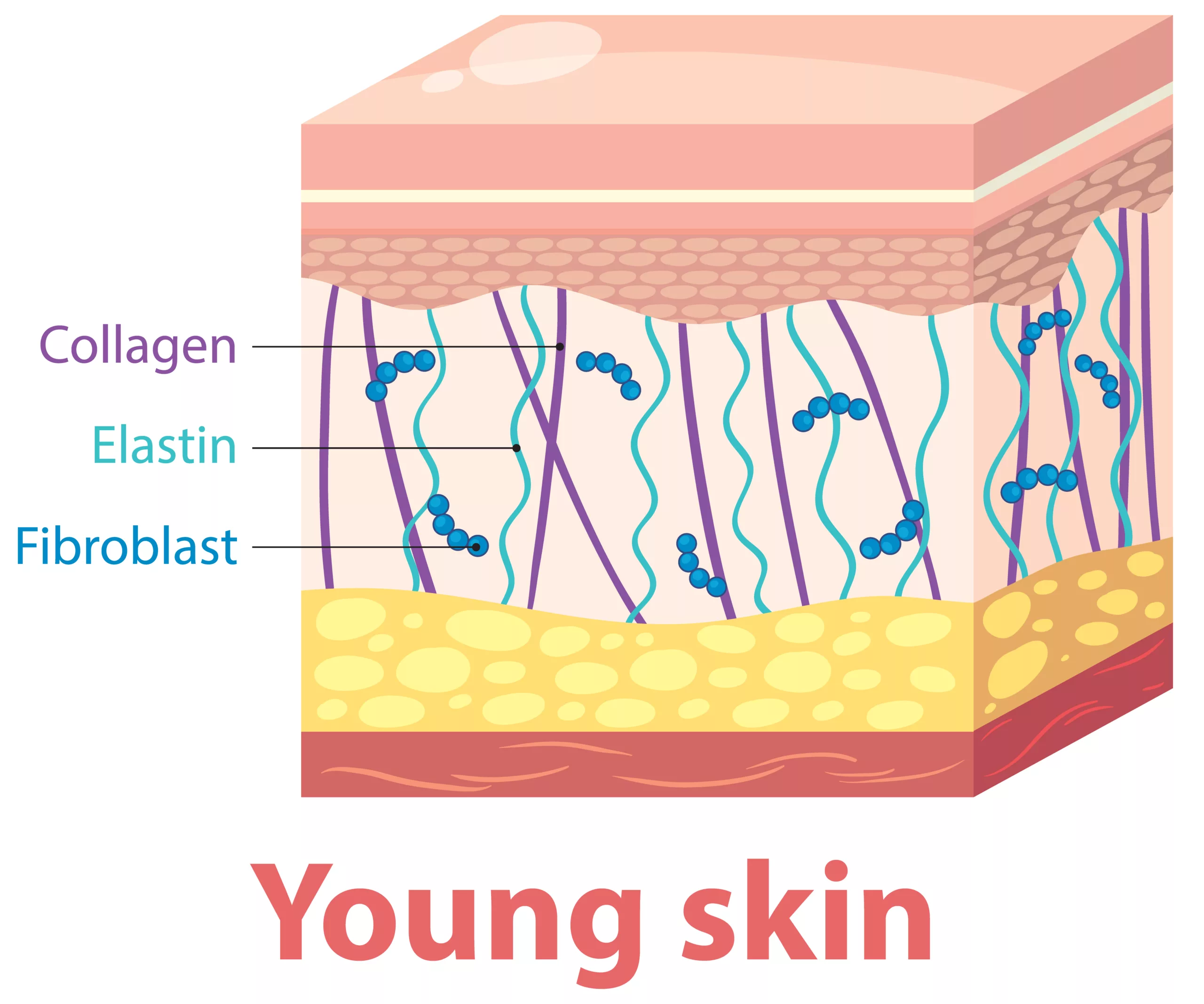 Structure of Young Skin Layers les compléments alimentaires de collagène en Médecine Esthétique Clinique Rivoli Massena 3