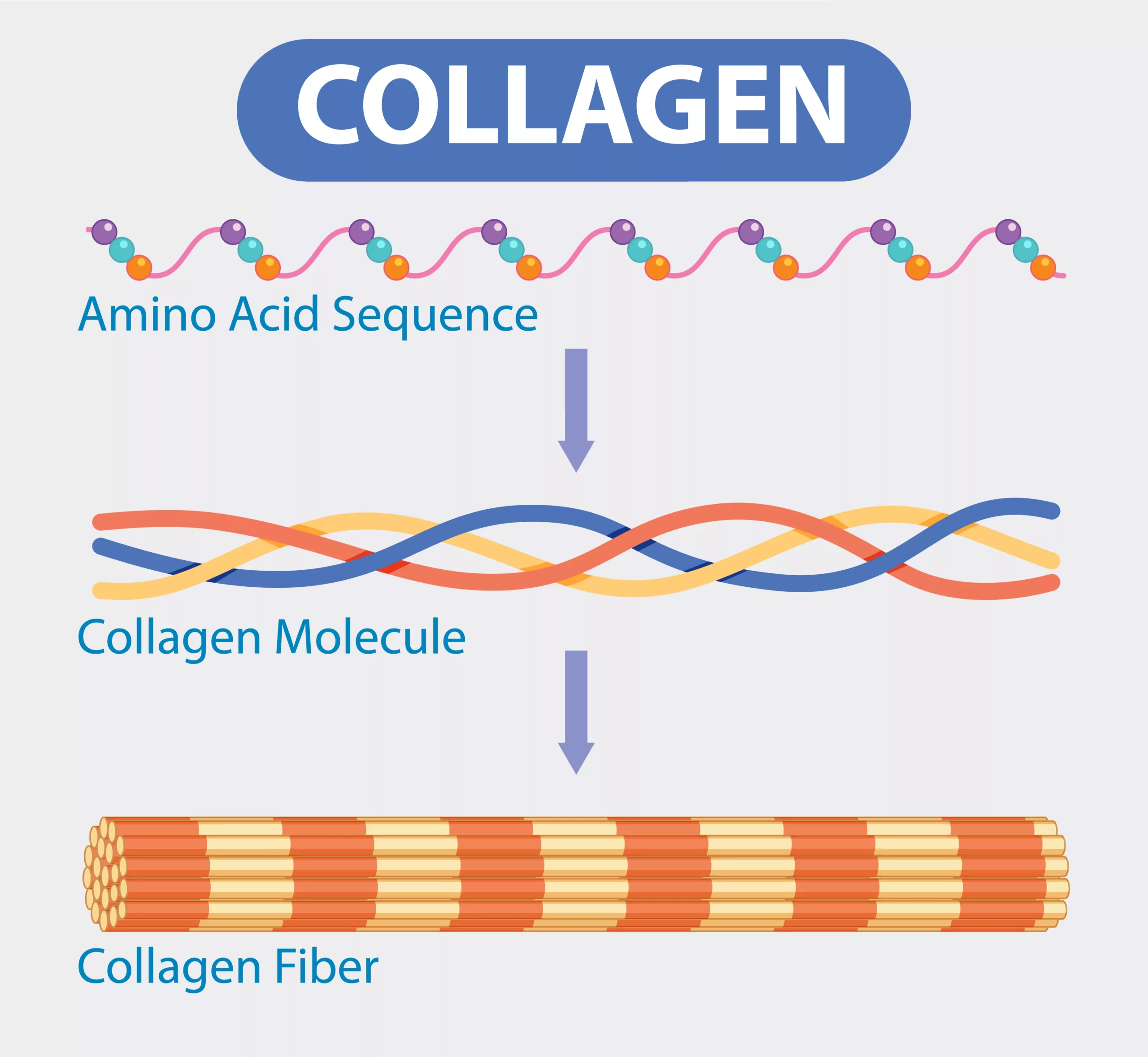 Collagen Structure and Formation Process les complements alimentaires de collagène en Medecine Esthetique Clinique Rivoli Massena 4